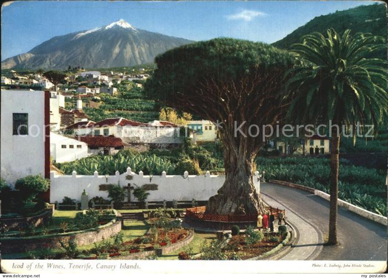 72608416 Tenerife Icod Of Wines  Islas Canarias Spanien - Autres & Non Classés