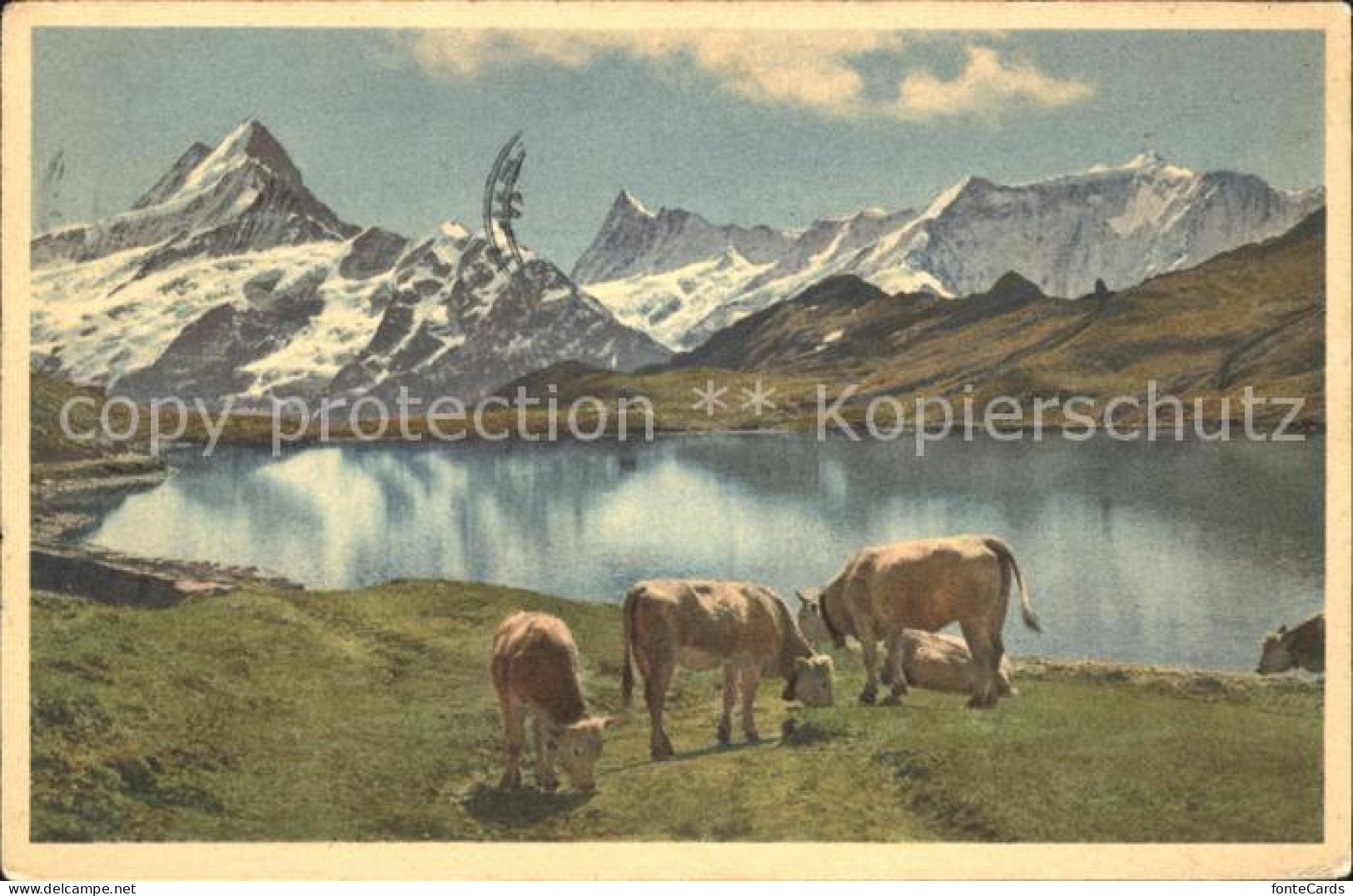 11677459 Grindelwald Bachsee Am Faulhorn Und Schreckhorn Rinder Grindelwald - Sonstige & Ohne Zuordnung