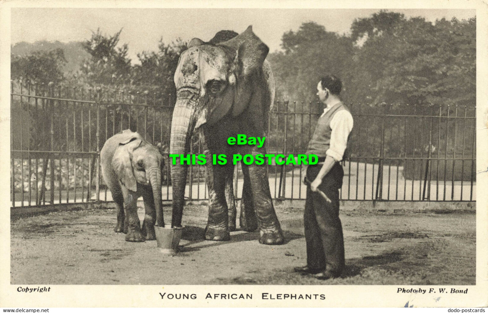 R584834 Young African Elephants. Zoological Society Of London. F. W. Bond. 1934 - Autres & Non Classés