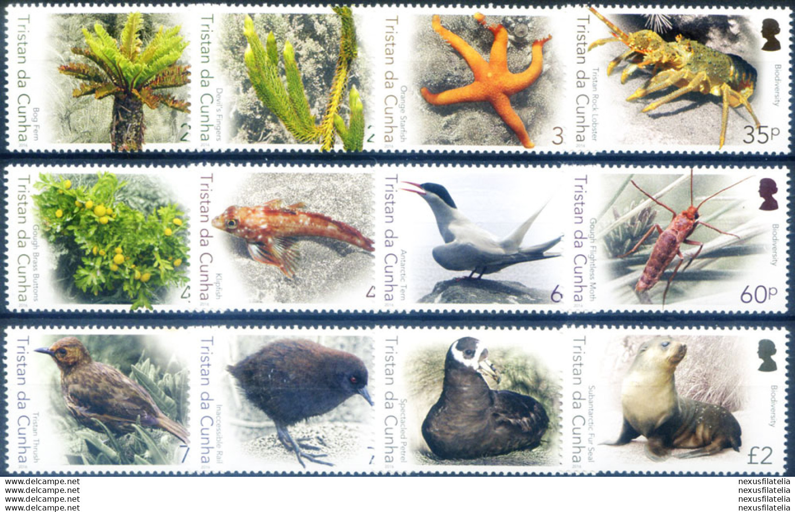 Definitiva. Biodiversità 2016. - Tristan Da Cunha