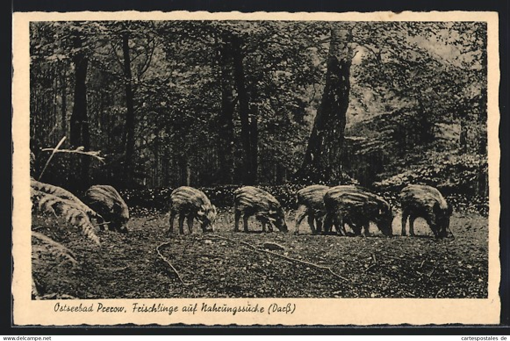 AK Prerow /Darss, Ostseebad, Frischlinge Auf Nahrungssuche  - Seebad Prerow