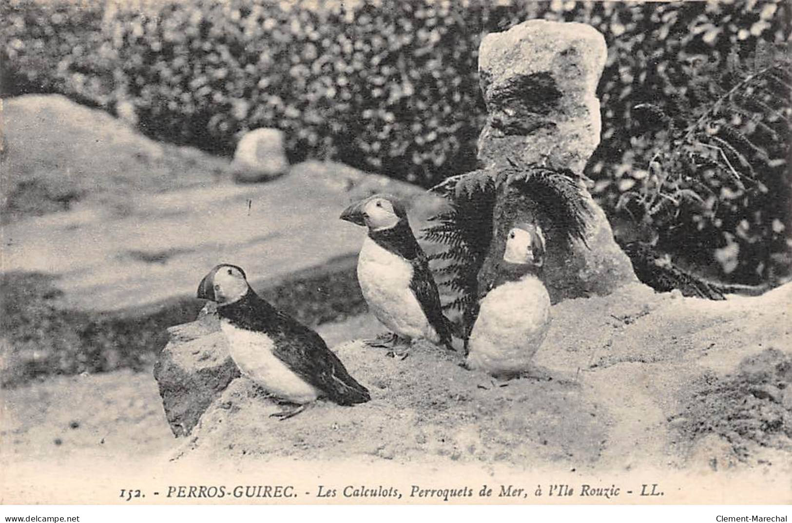 PERROS GUIREC - Les Calculots, Perroquets De Mer, à L'Ile Rouzic - Très Bon état - Perros-Guirec