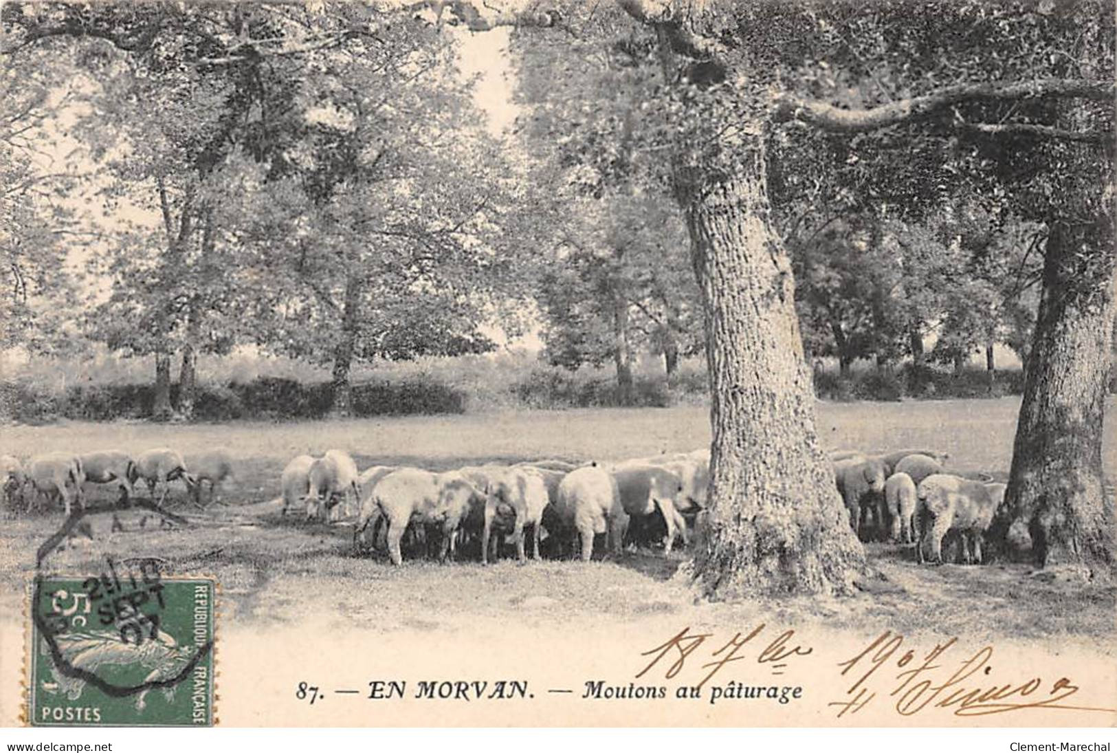 En Morvan - Moutons Au Pâturage - Très Bon état - Other & Unclassified