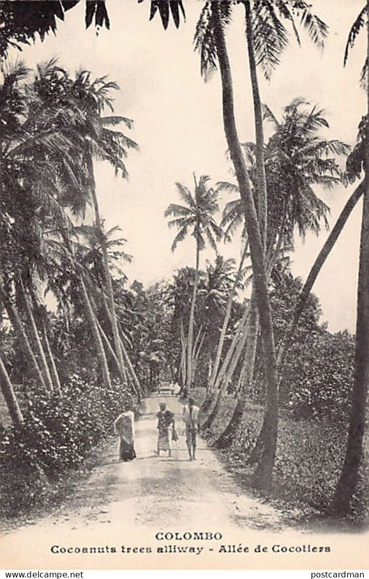 Sri Lanka - Cocoanut Trees Alley - Publ. H. Grimaud (no Imprint) - Sri Lanka (Ceylon)