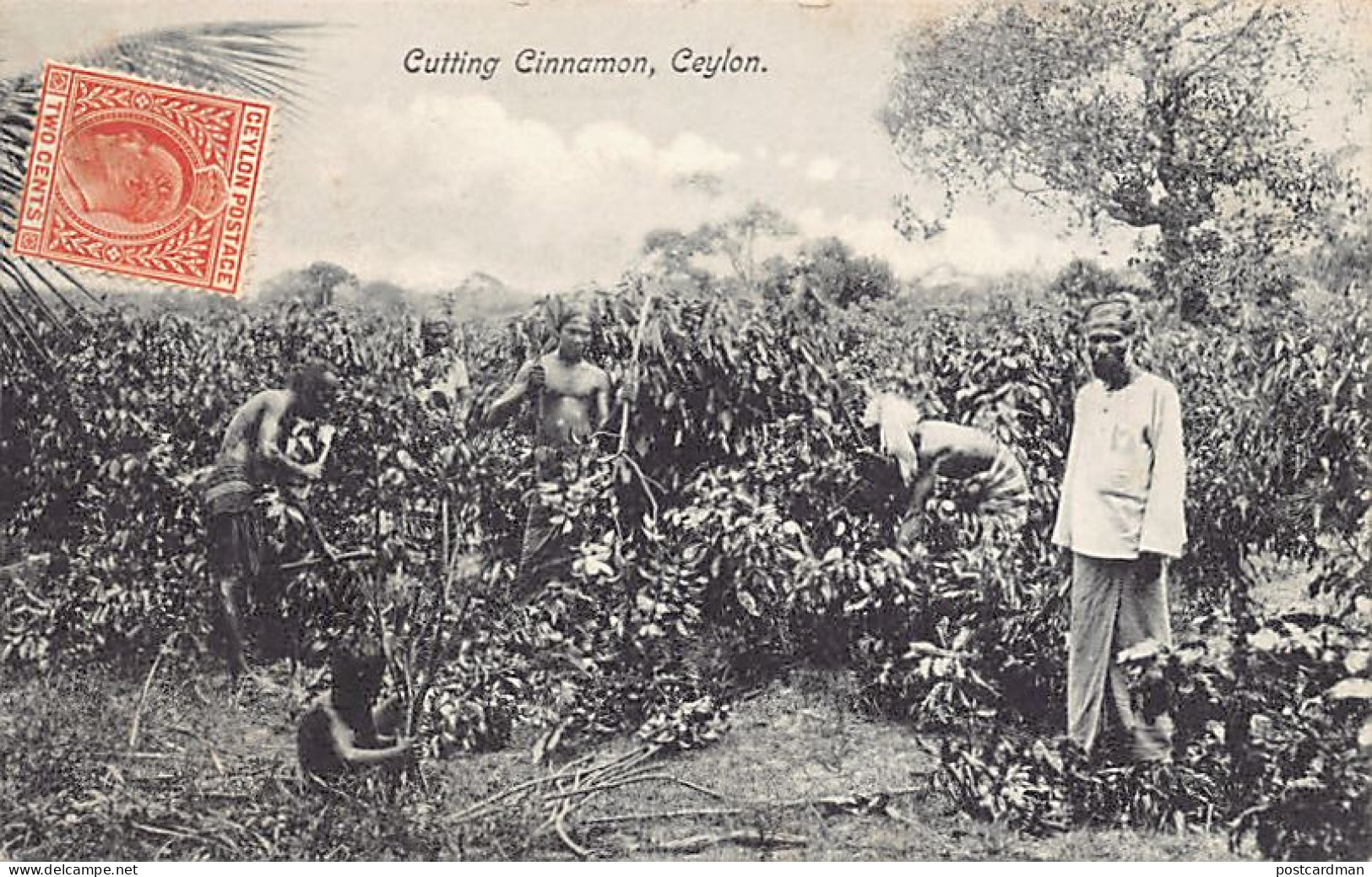 Sri Lanka - Cutting Cinnamon - Publ. F. Skeen & Co.  - Sri Lanka (Ceylon)