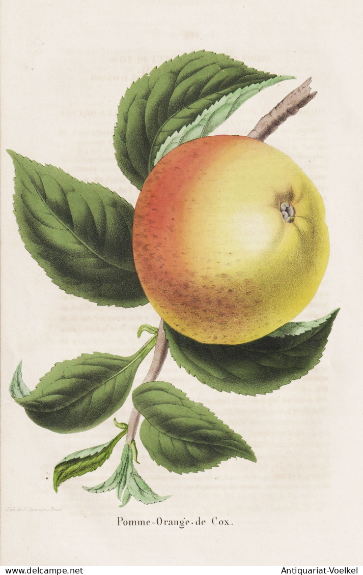 Pomme-Orange De Cox - Pomme Apfel Apple Apples Äpfel / Obst Fruit / Pomologie Pomology / Pflanze Planzen Plan - Estampes & Gravures