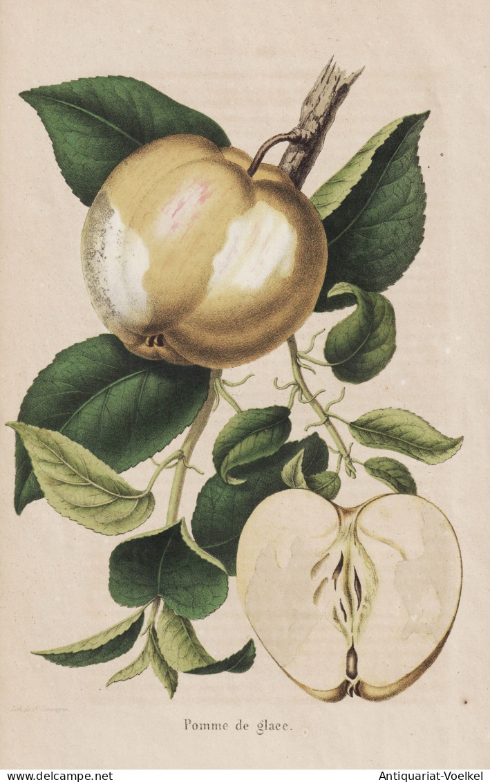 Pomme De Glace - Pomme Apfel Apple Apples Äpfel / Obst Fruit / Pomologie Pomology / Pflanze Planzen Plant Pla - Stiche & Gravuren
