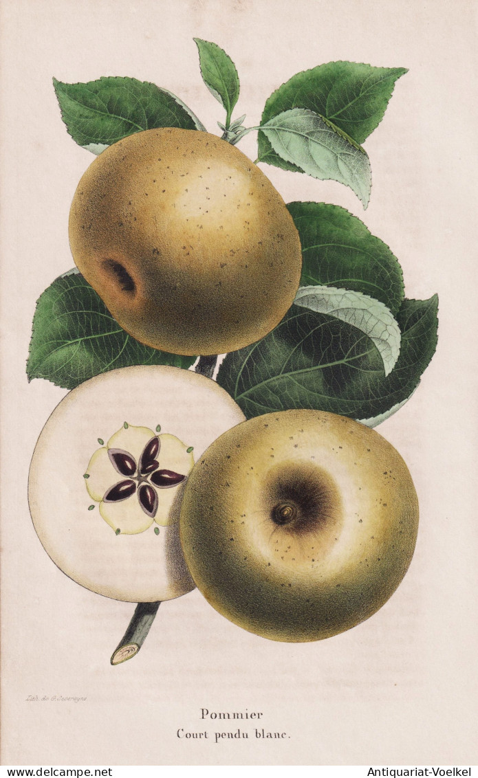 Pommier Court Pendu Blanc - Pomme Apfel Apple Apples Äpfel / Obst Fruit / Pomologie Pomology / Pflanze Planze - Estampes & Gravures