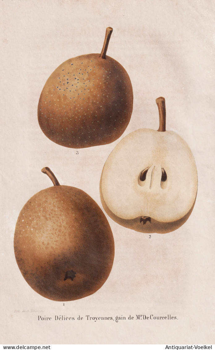 Poire Delices De Troyennes, Gain De Mr. De Courcelles - Poire Birne Pear Birnbaum Birnen / Obst Fruit / Pomolo - Prints & Engravings