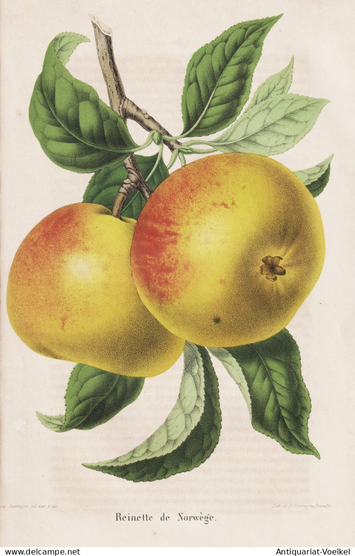 Reinette De Norwege - Pomme Apfel Apple Apples Äpfel / Obst Fruit / Pomologie Pomology / Pflanze Planzen Plan - Prenten & Gravure