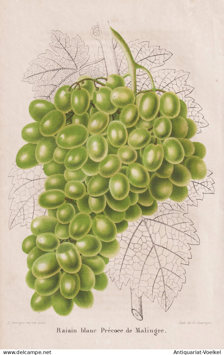 Raisin Blance Precoce De Malingre - Wein Wine Grapes Weintrauben Trauben / Obst Fruit / Pomologie Pomology / P - Estampes & Gravures