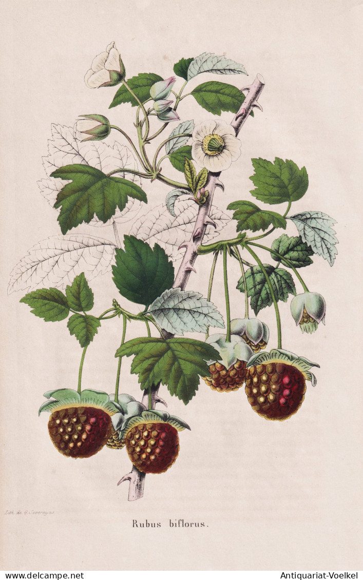 Rubus Biflorus - Framboisier Himbeere Raspberry Rubus Idaeus Himbeeren Beere Berry / Obst Fruit / Pomologie Po - Estampes & Gravures