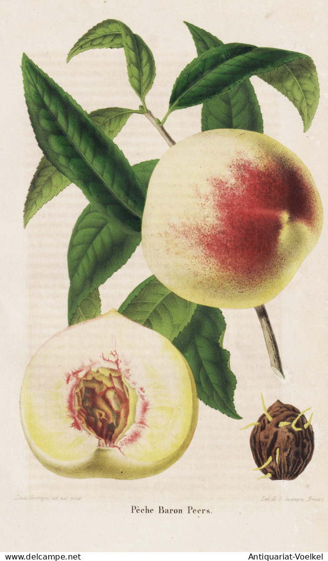 Peche Baron Peers - Pêche Pfirsich Peach Peaches Nectarines / Obst Fruit / Pomologie Pomology / Pflanze Planz - Prenten & Gravure