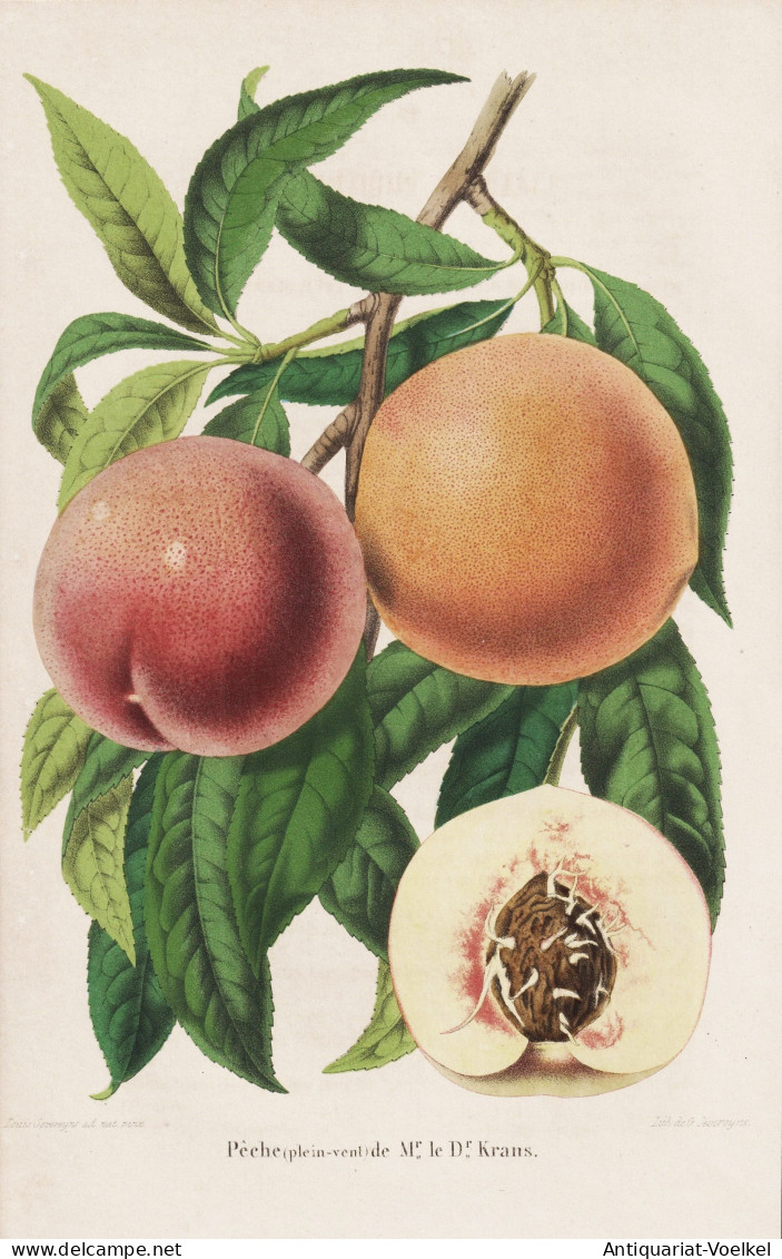 Peche (plein-vent) De Mr. Le Dr. Krans - Pêche Pfirsich Peach Peaches Nectarines / Obst Fruit / Pomologie Pom - Estampes & Gravures