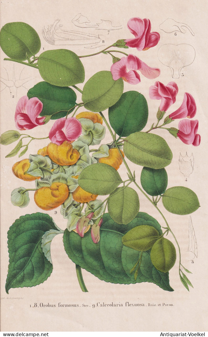 Orobus Formosus - Calceolaria Flexuosa - Peru / Flower Blume Flowers Blumen / Pflanze Planzen Plant Plants / B - Stiche & Gravuren