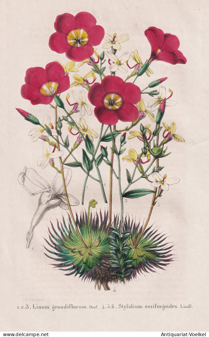 Linum Grandiflora - Stylidium Saxifragoides - Linum Grandiflorum Rote Lein Prachtlein / Africa Afrika / Austra - Prints & Engravings