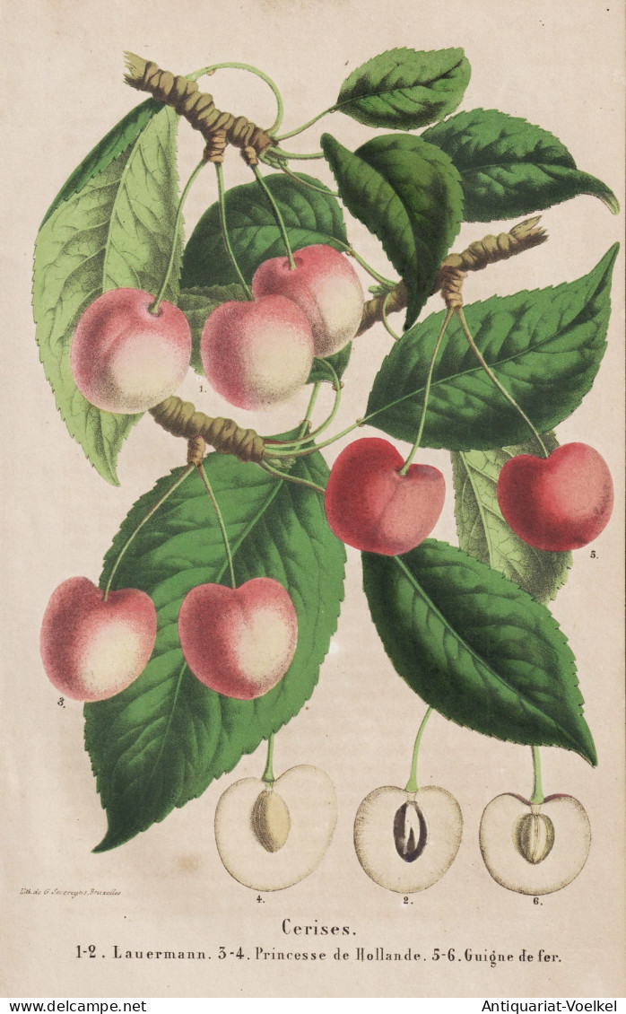 Cerises - Lauermann - Princesse De Hollande - Guigne De Fer - Kirschen Cherry Cherries / Obst Fruit / Pomologi - Prenten & Gravure