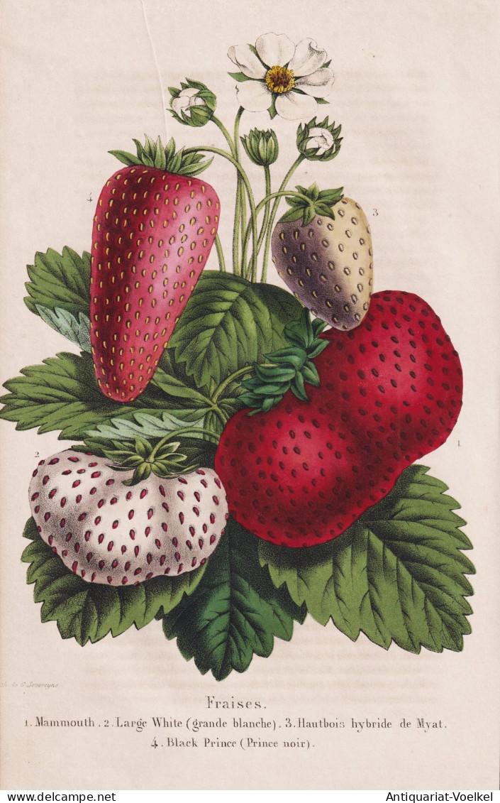 Fraises - Mammouth - Large White - ... - Erdbeere Erdbeeren Strawberry Strawberries / Beere Berry / Obst Fruit - Estampes & Gravures