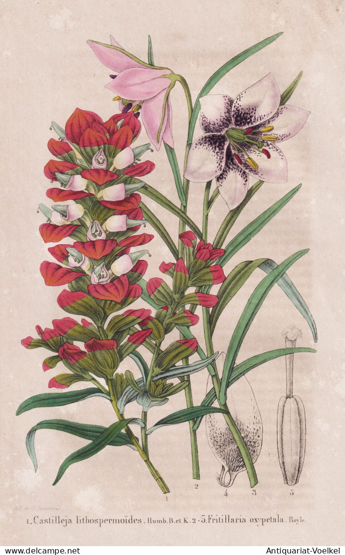 Castilleja Lithospermoides - Fritillaria Oxypetala - Mexico Mexiko / Orchid Orchidee / India Indien / Lily Lil - Prints & Engravings