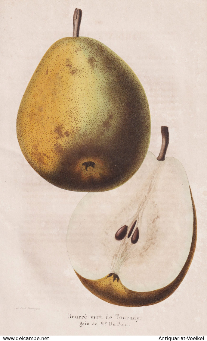 Beurre Vert De Tournay - Poire Birne Pear Birnbaum Birnen / Obst Fruit / Pomologie Pomology / Pflanze Planzen - Stiche & Gravuren