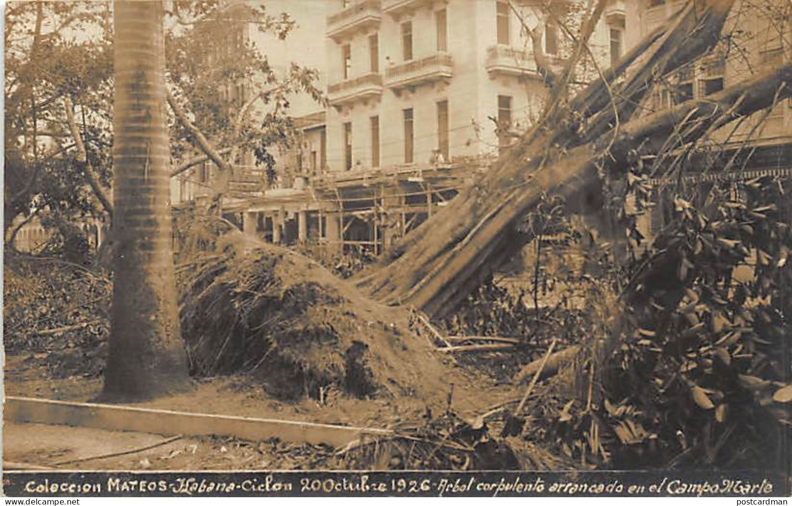 Cuba - HABANA - Ciclon 20 Octubre 1926 - Arbol Corpulento Arrancado En El Campo  - Cuba