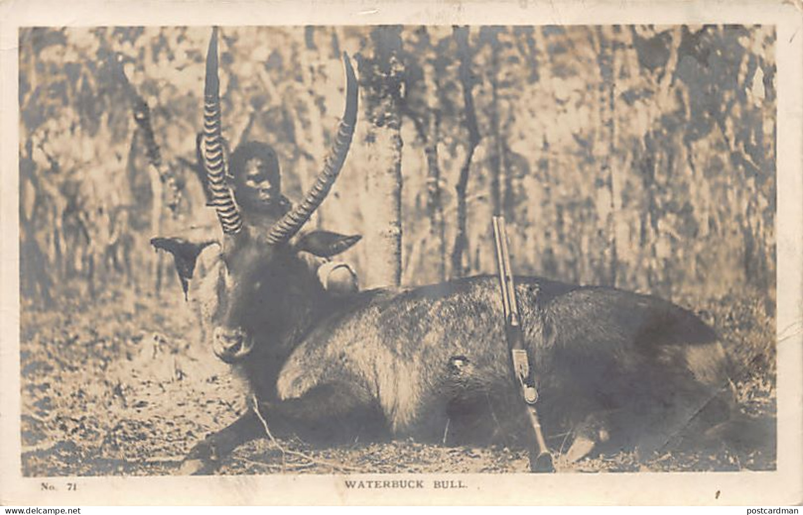 Zimbabwe - Waterbuck Bull - REAL PHOTO - Publ. Smart & Copley 71 - Simbabwe