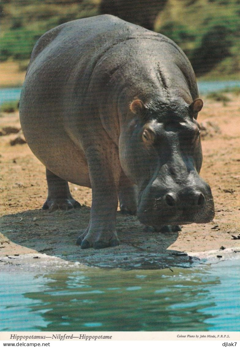 Un Hippopotame - Flusspferde