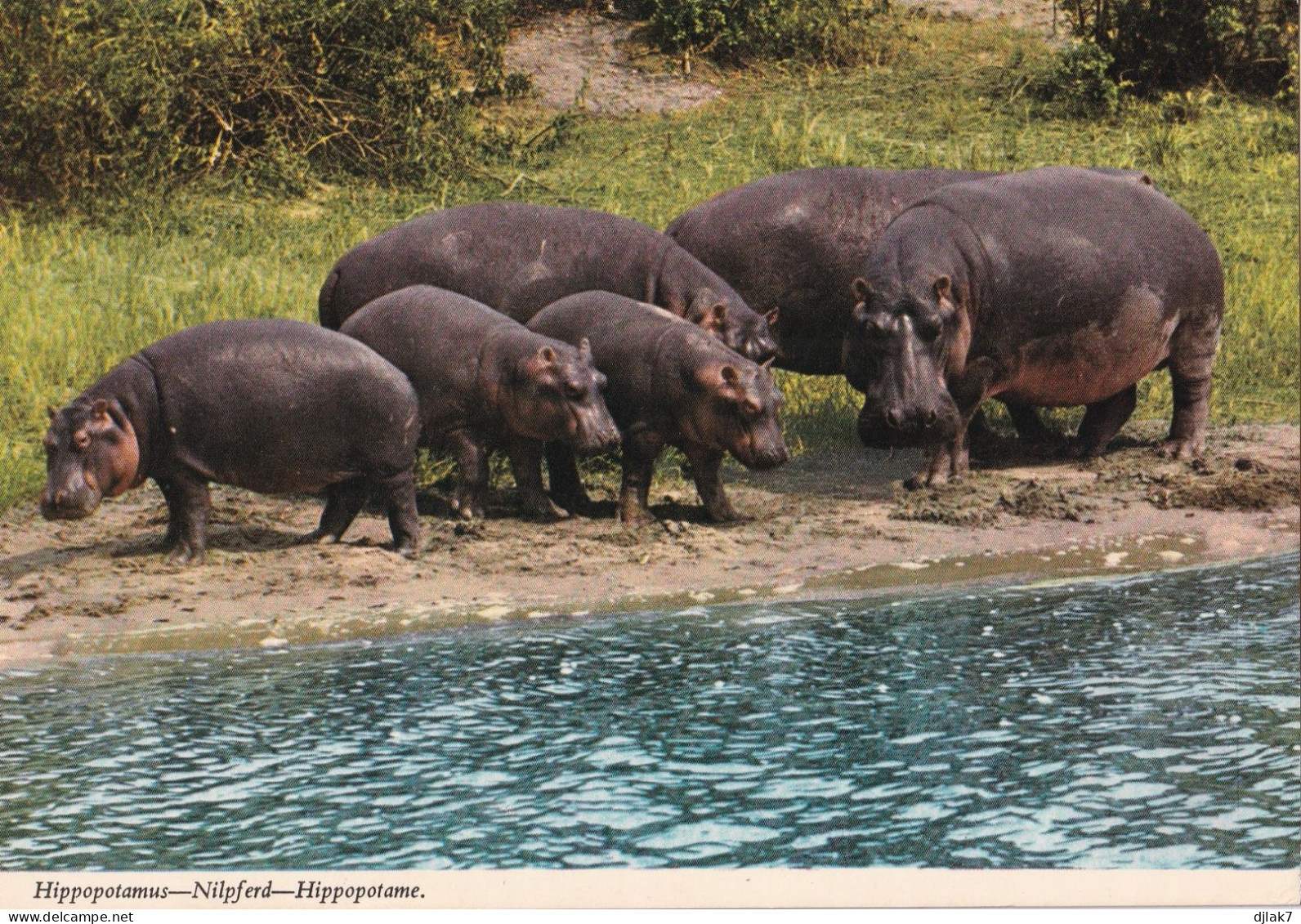 Des Hippopotames - Flusspferde