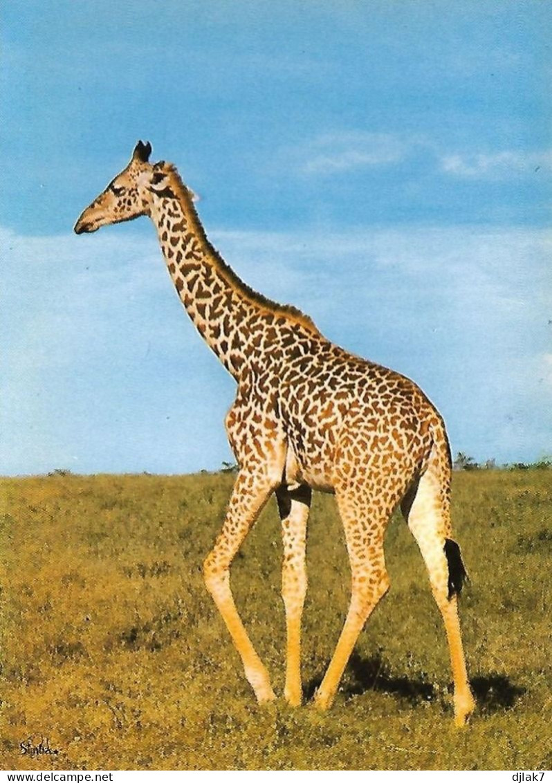 Une Girafe - Giraffen