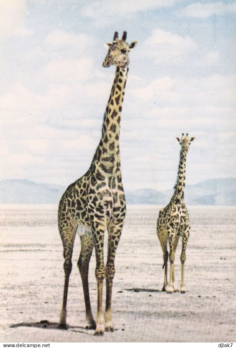 Faune Africaine Des Girafes - Giraffen