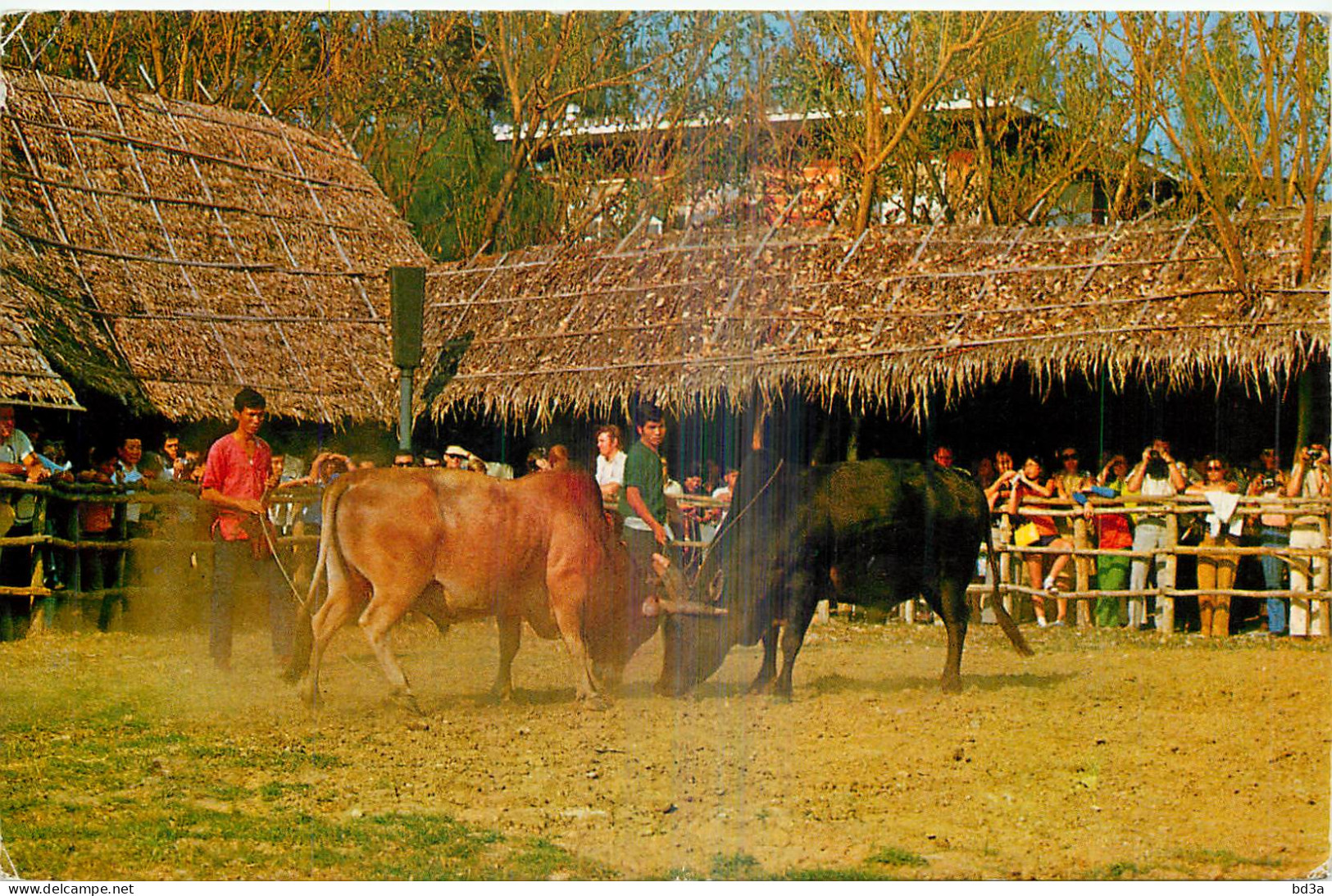 THAILANDE COMBAT DE BŒUFS  - Thailand