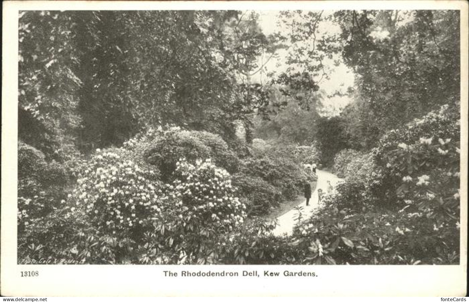 11231838 Kew_Gardens Rhododendron Dell - Autres & Non Classés