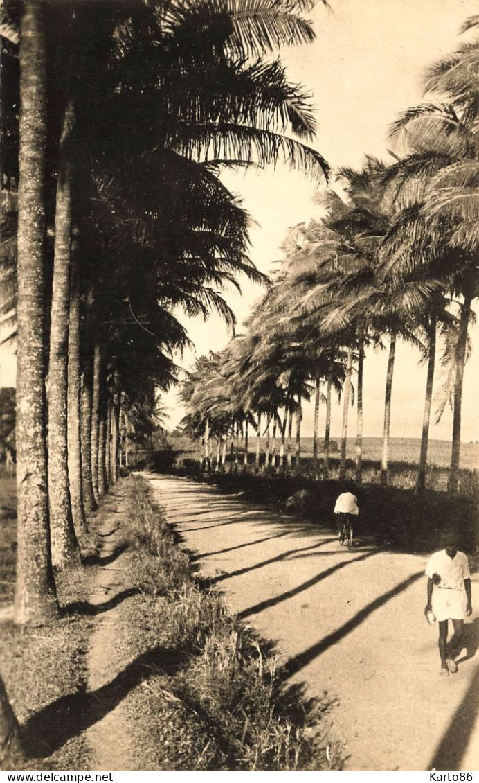 Ste Rose , Guadeloupe * Allée De Cocotiers - Autres & Non Classés