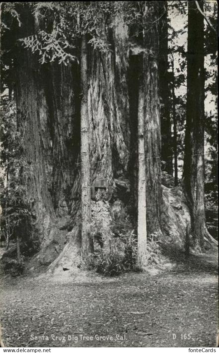 11227257 Santa_Cruz_California Big Tree Grove Cal - Autres & Non Classés