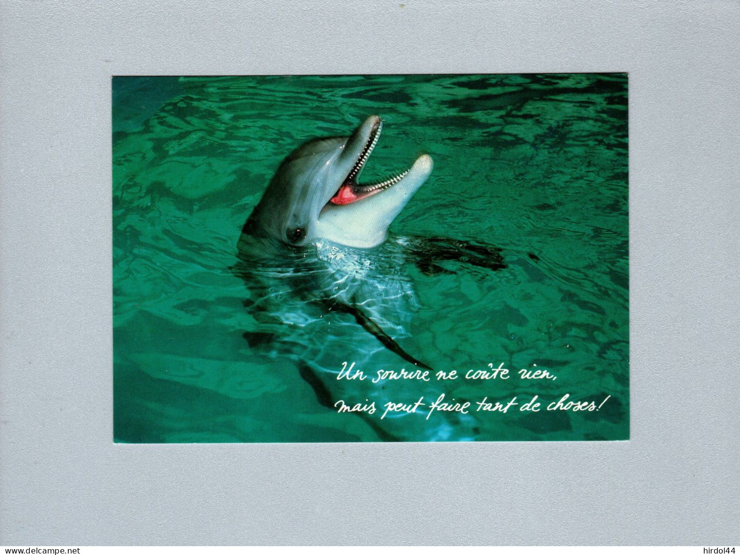 Dauphins - Dolphins