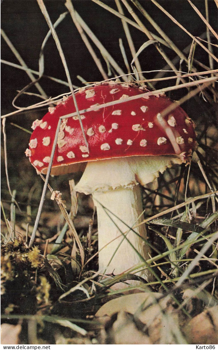 Champignons * 3 CPA * Thème Mushroom Mushrooms Champignon - Paddestoelen