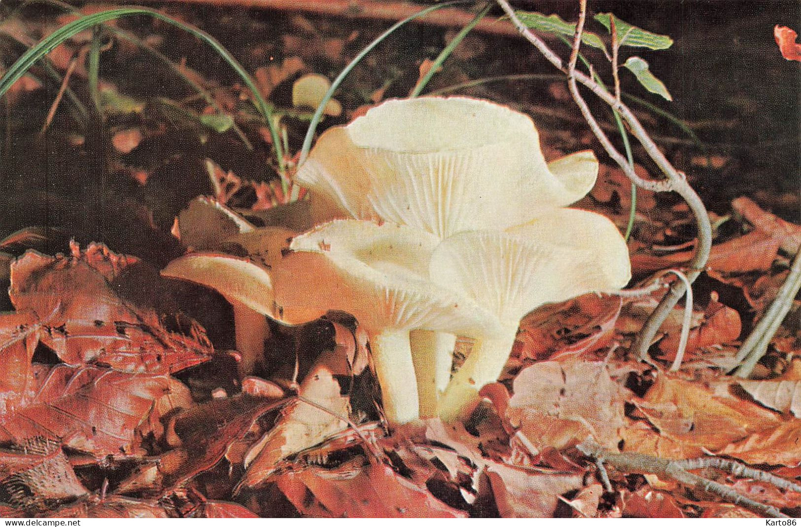 Champignons * 3 CPA * Thème Mushroom Mushrooms Champignon - Champignons