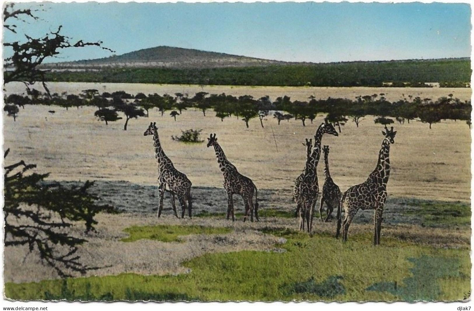 Faune Africaine Des Girafes - Giraffes