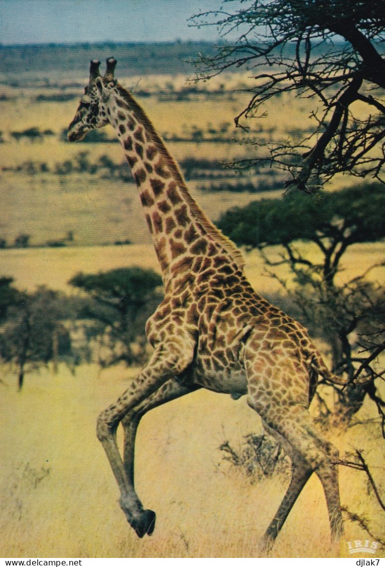 Faune Africaine Une Girafe - Giraffes