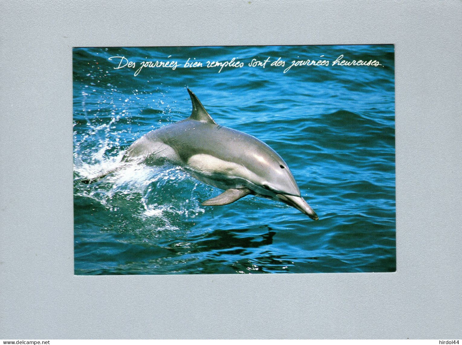 Dauphins - Dauphins