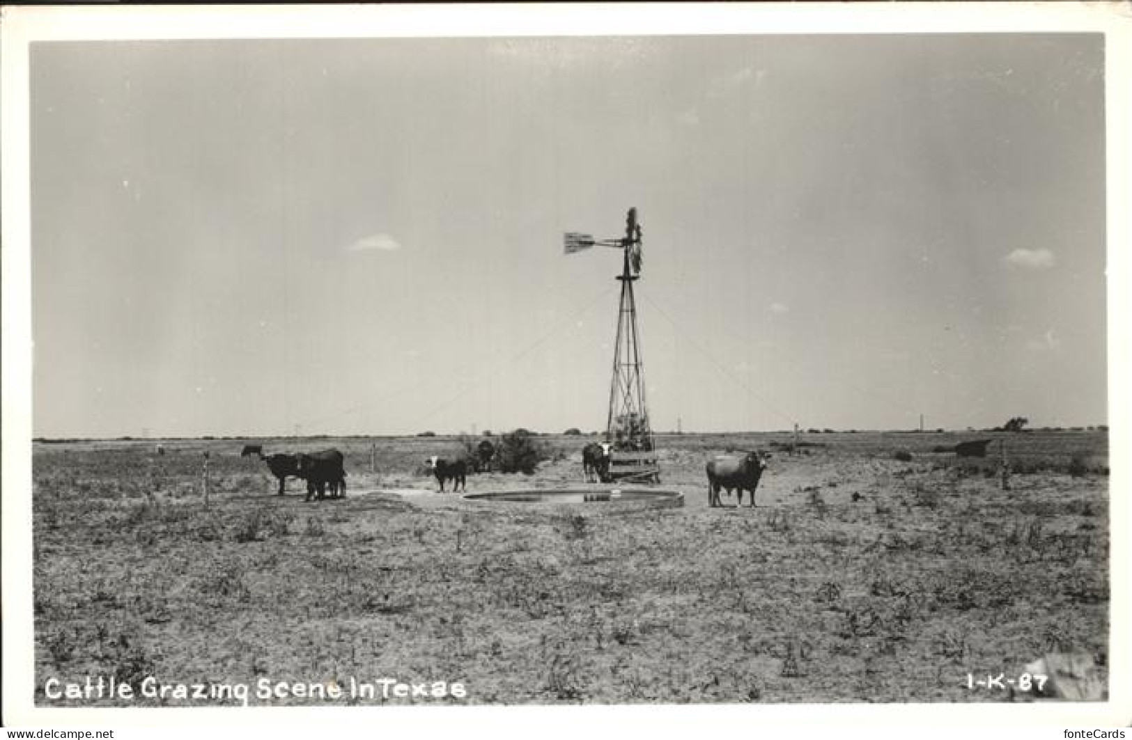 11206207 Texas_City Rinder Cattle Grazing Scene - Autres & Non Classés