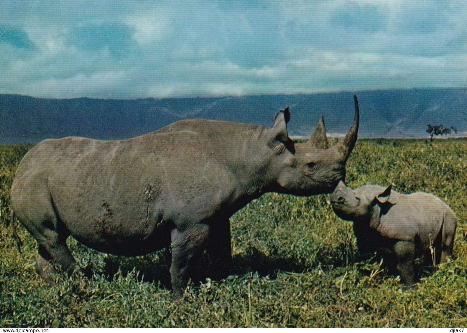 Faune Africaine Rhinocéros - Rhinocéros