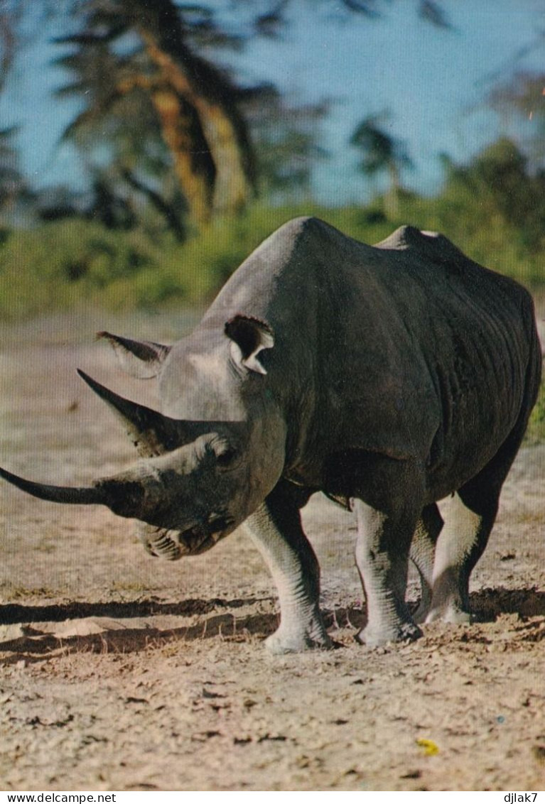 Faune Africaine Rhinocéros - Rhinoceros