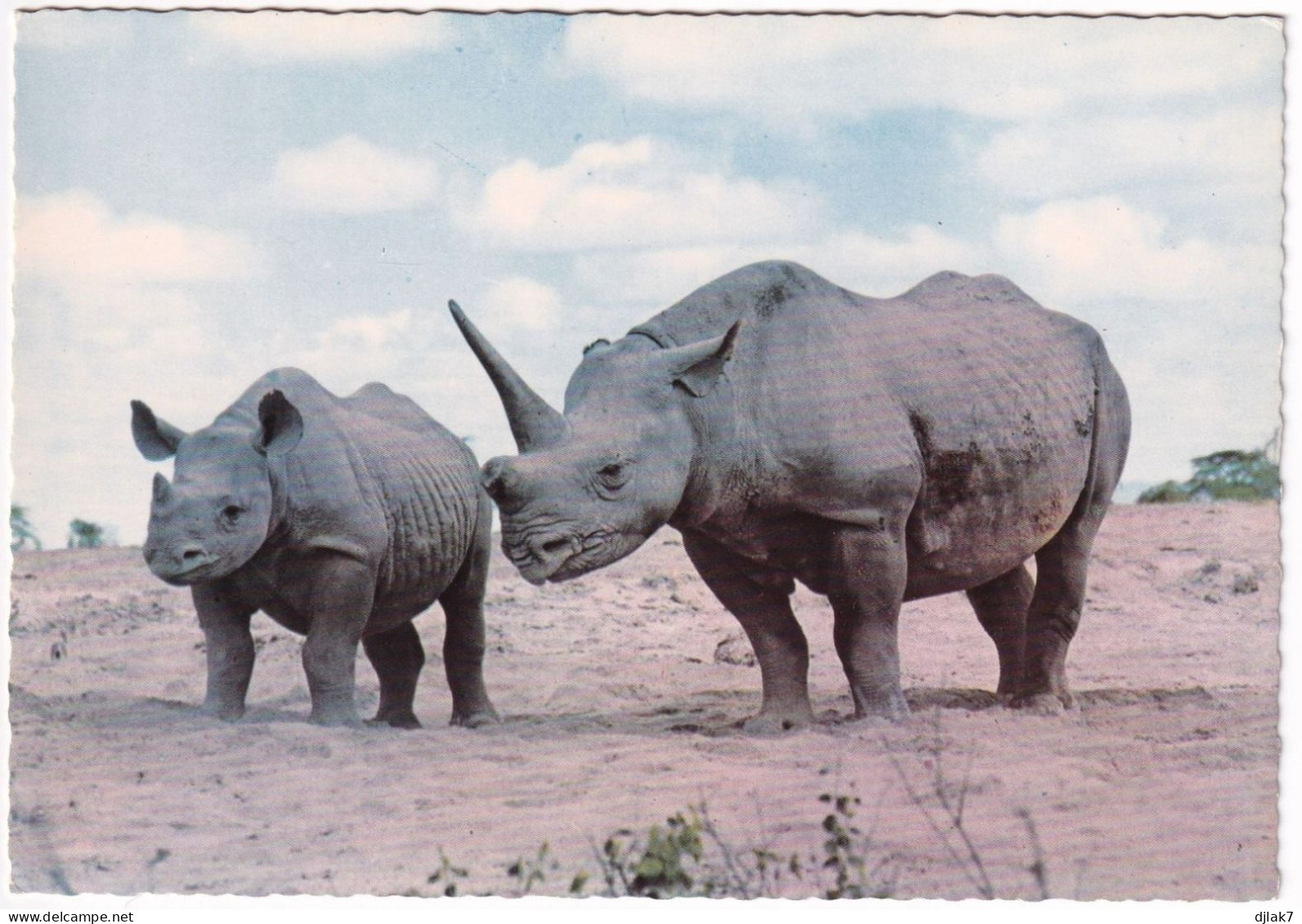 Faune Africaine Rhinocéros - Rhinoceros