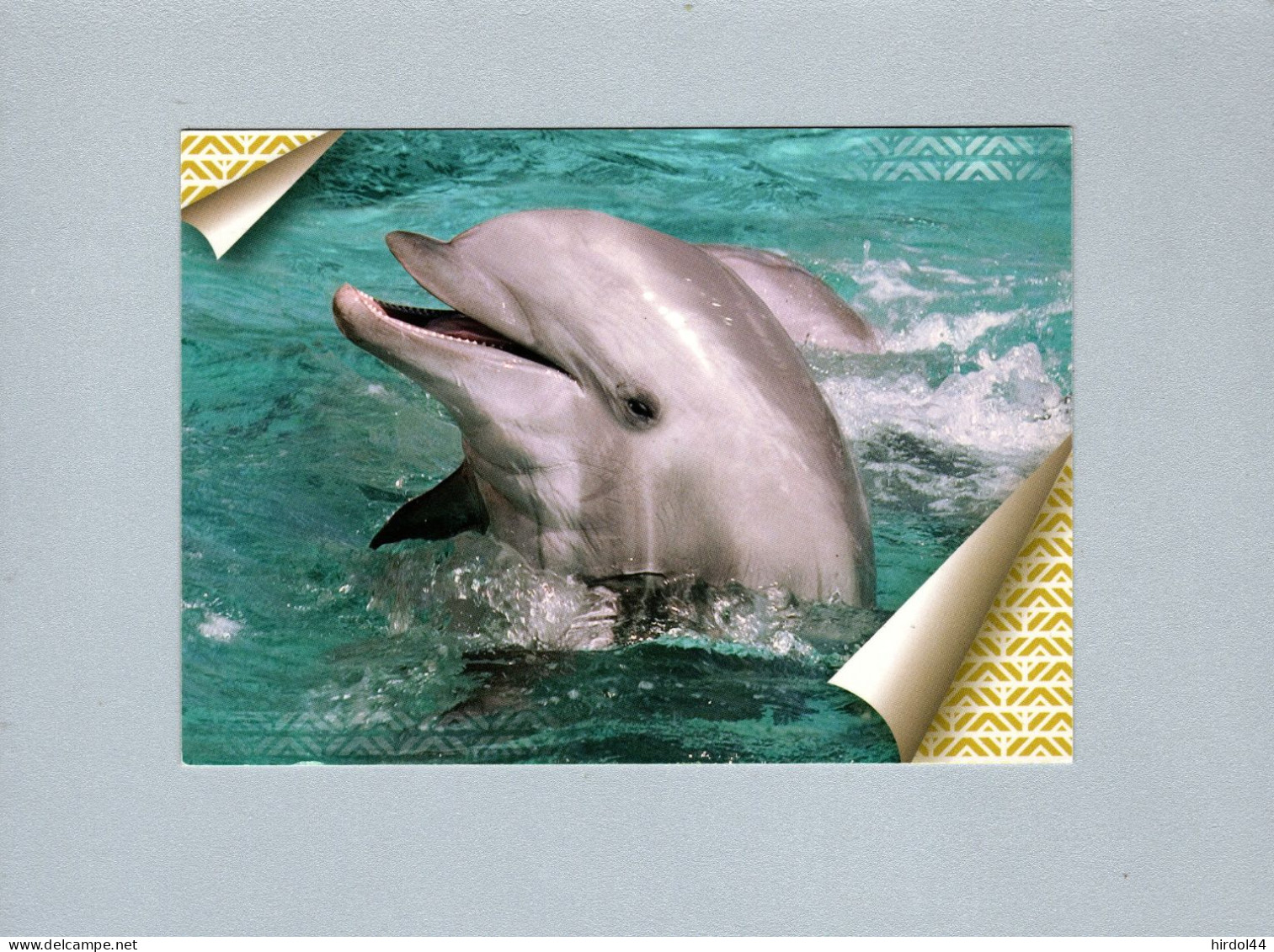 Dauphins - Dolphins