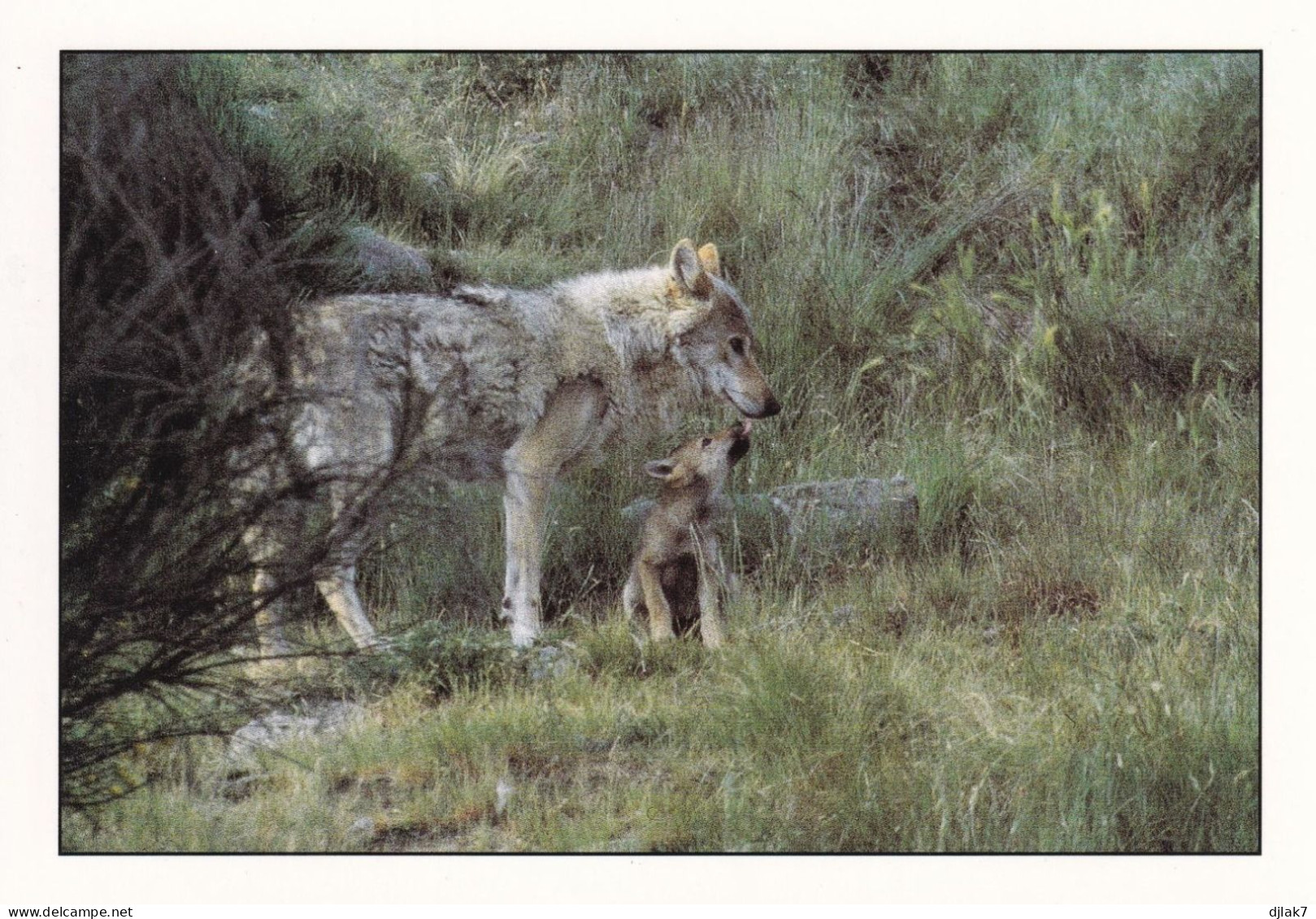 La Faune Les Loups D'Europe - Autres & Non Classés