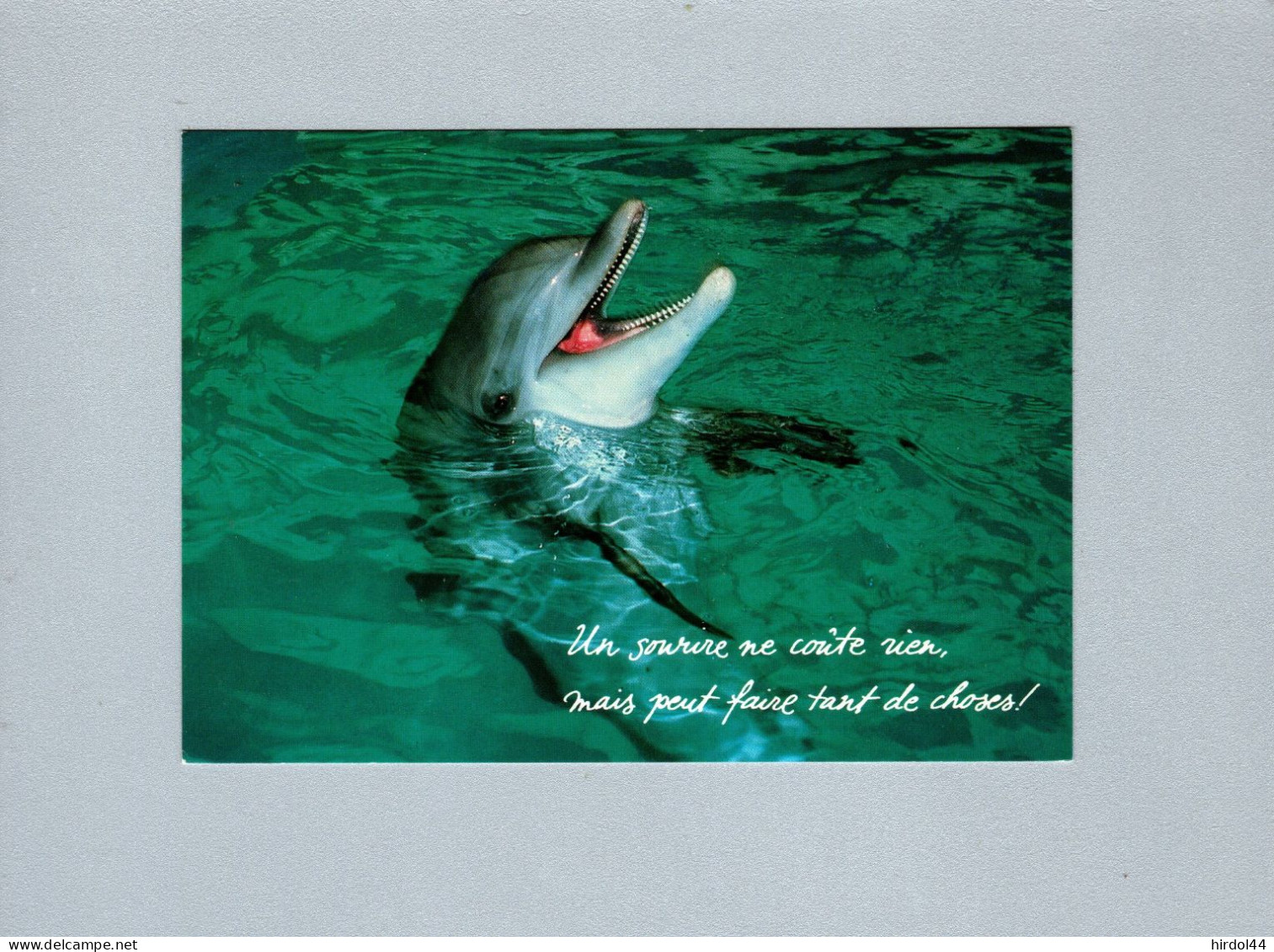 Dauphins - Dolphins