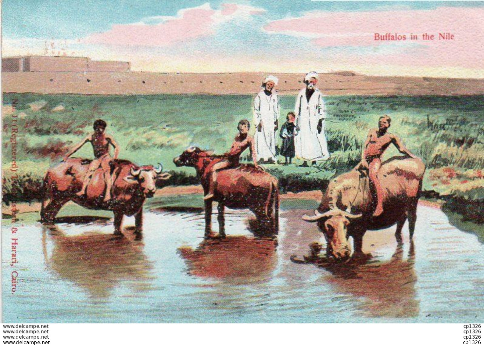 4V1FP   Egypte Buffalos In The Nile - Autres & Non Classés