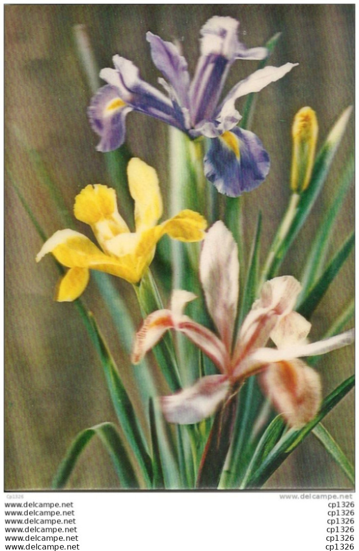 10dito  FLEURS IRIS VUES EN 3 DIMENSIONS OU RELIEF - Sonstige & Ohne Zuordnung