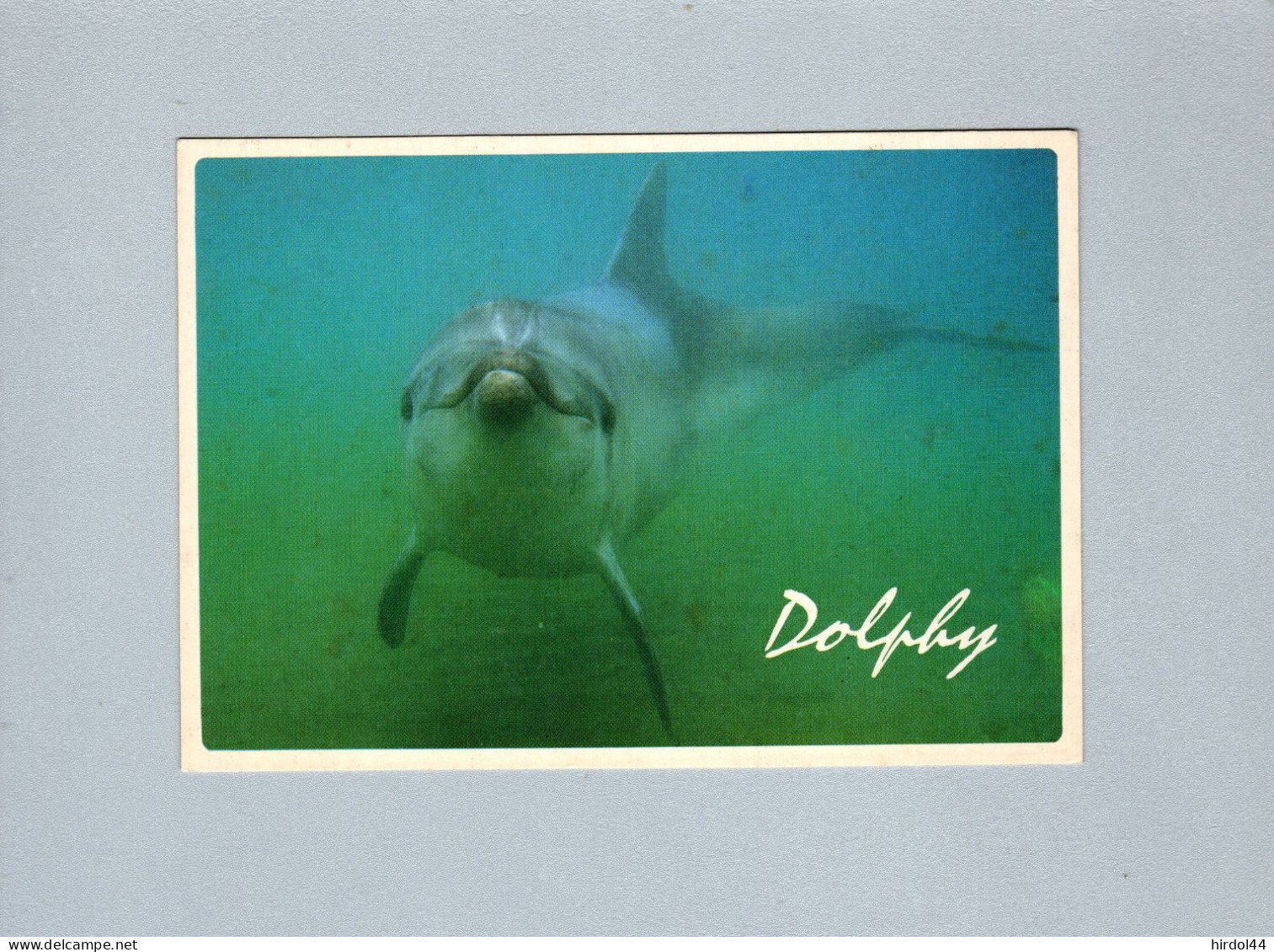 Dauphins - Delphine